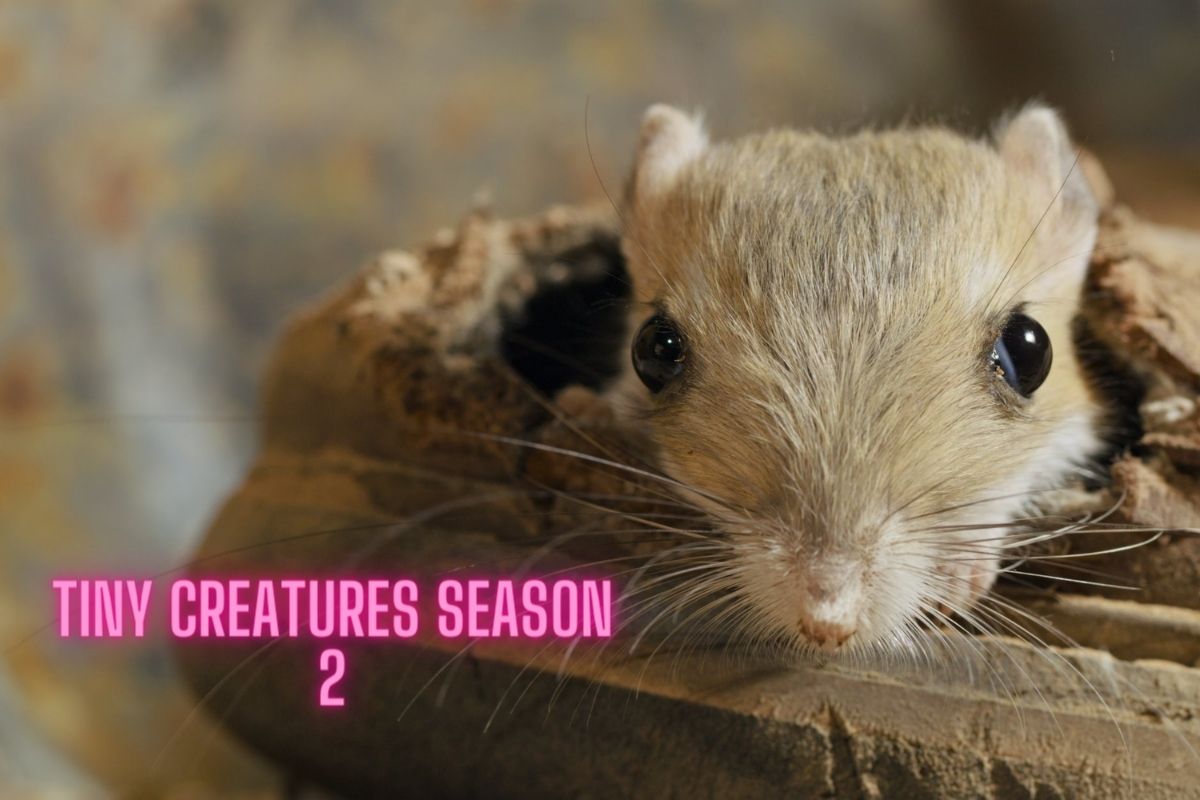 tiny creatures season 2