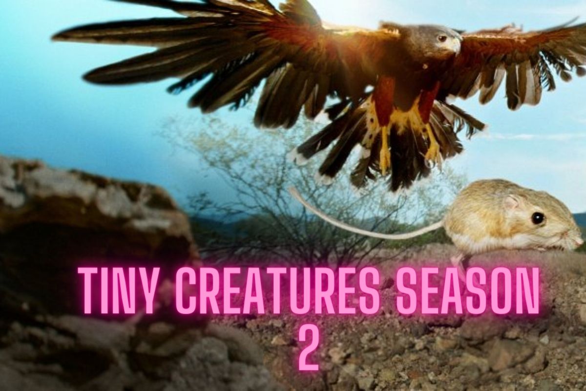 tiny creatures season 2