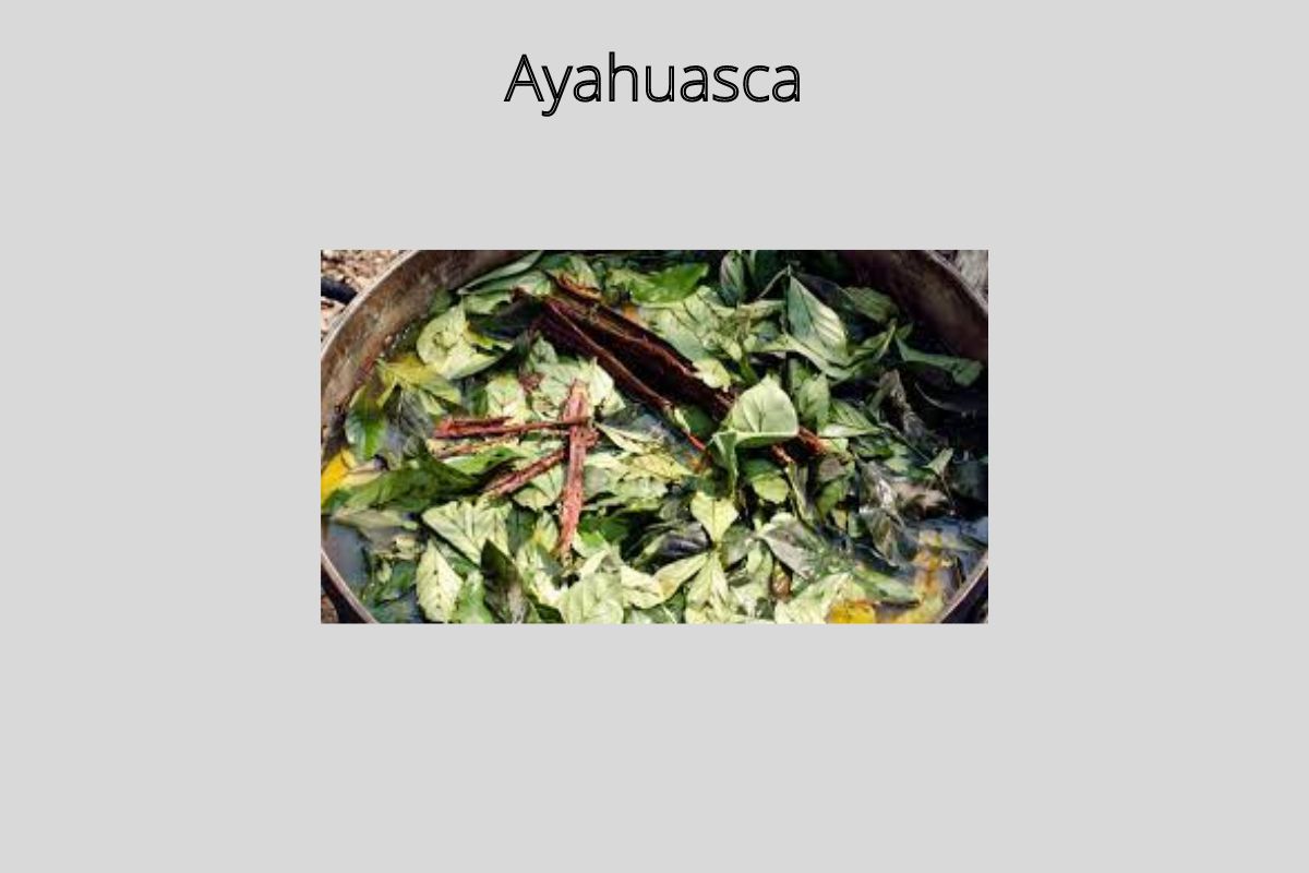 Ayahuasca