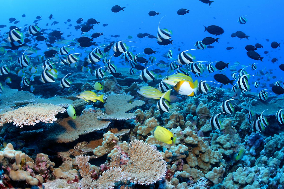 Papahanaumokuakea Marine National Monument! (1)